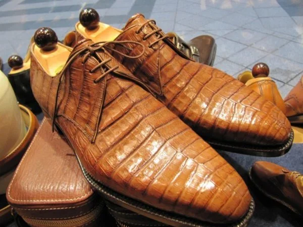 Vass caiman 4.webp