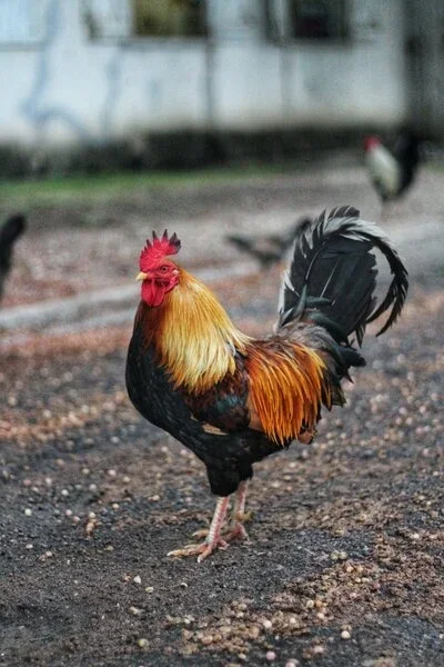 Cock bird.jpg Cock bird.jpg